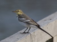   (Motacilla lugens)_2